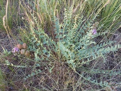 Astragalus physodes