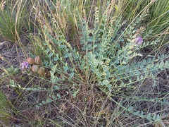 Astragalus physodes