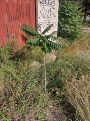 Ailanthus altissima