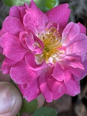 Rosa lucieae