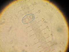 Daleomyces bicolor