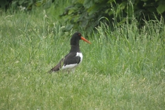 Haematopus ostralegus