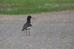 Haematopus ostralegus