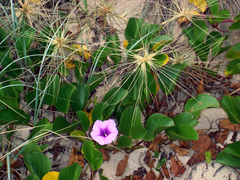 Ipomoea pes-caprae