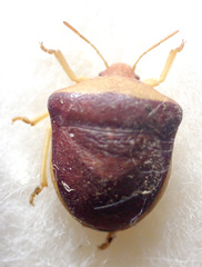 Ventocoris rusticus