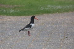 Haematopus ostralegus
