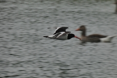 Haematopus ostralegus