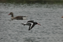 Haematopus ostralegus