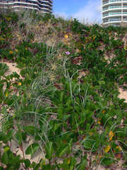 Ipomoea pes-caprae