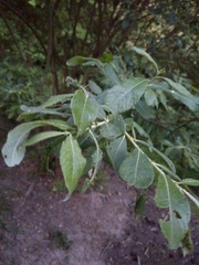 Salix