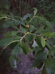 Salix