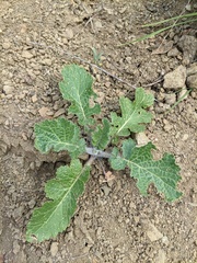 Crambe koktebelica