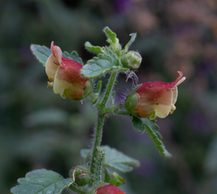 Scrophularia grandiflora