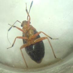 Capsus