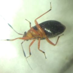Capsus