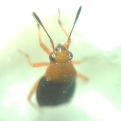 Capsus