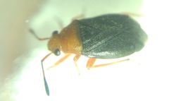 Capsus
