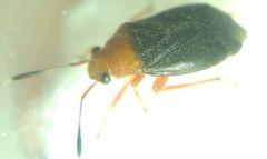 Capsus