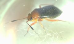 Capsus