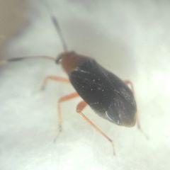 Capsus