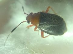 Capsus