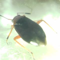Capsus