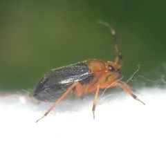 Capsus