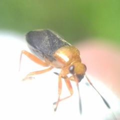Capsus