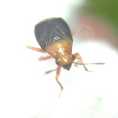Capsus