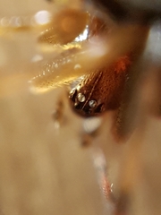 Steatoda triangulosa