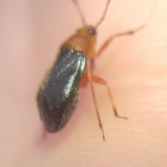 Capsus