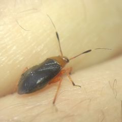 Capsus