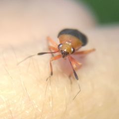 Capsus