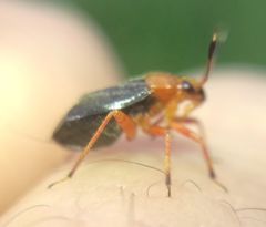 Capsus