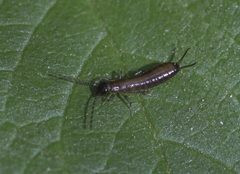 Apterygida albipennis