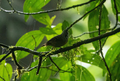 Epinecrophylla fulviventris