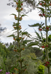 Scrophularia grandiflora