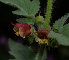 Scrophularia grandiflora
