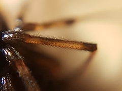 Steatoda triangulosa