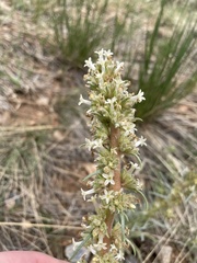 Ipomopsis spicata