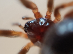 Steatoda triangulosa