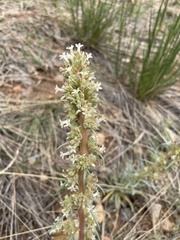 Ipomopsis spicata