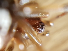 Steatoda triangulosa