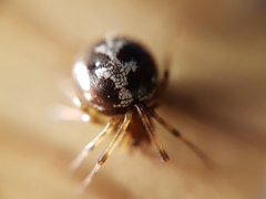 Steatoda triangulosa