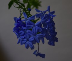 Plumbago auriculata