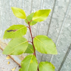 Populus × sibirica