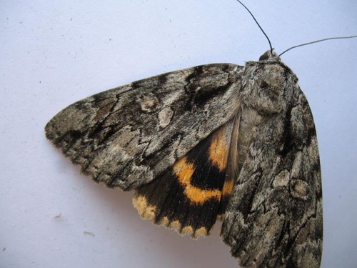 Bride Underwing photo 3