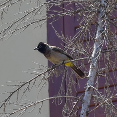 Pycnonotus xanthopygos