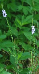 Verbena xutha