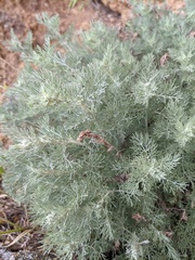 Artemisia taurica